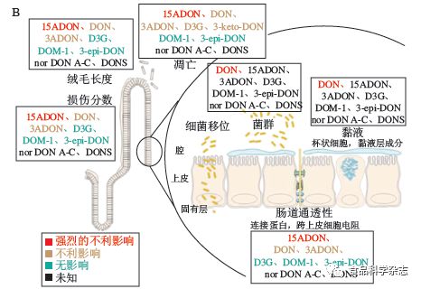 食品中嘔吐毒素的污染現(xiàn)狀、吸收代謝機(jī)制及腸道毒性研究進(jìn)展——以安徽工程大學(xué)郭紅艷講師團(tuán)隊(duì)研究為例